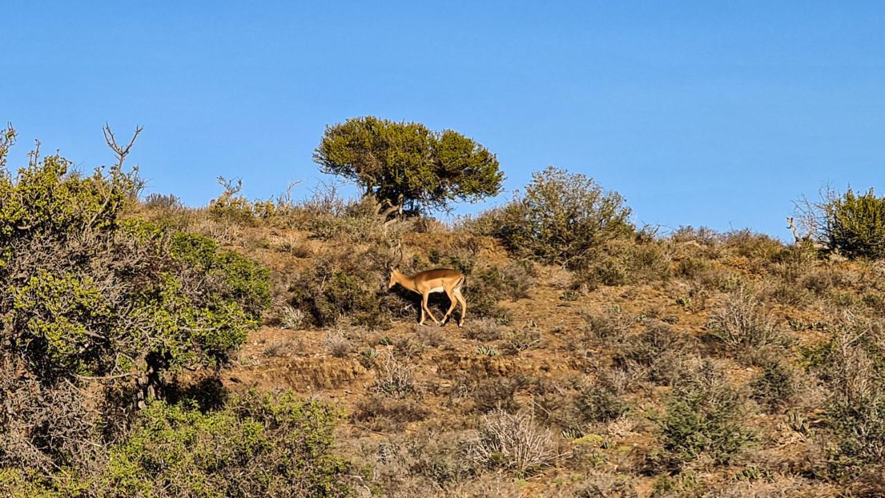 Rooiberg Wild Private Game Reserve Ladismith Exterior foto